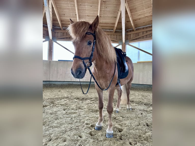 Islandpferd Wallach 5 Jahre 140 cm Fuchs in Ilsfeld