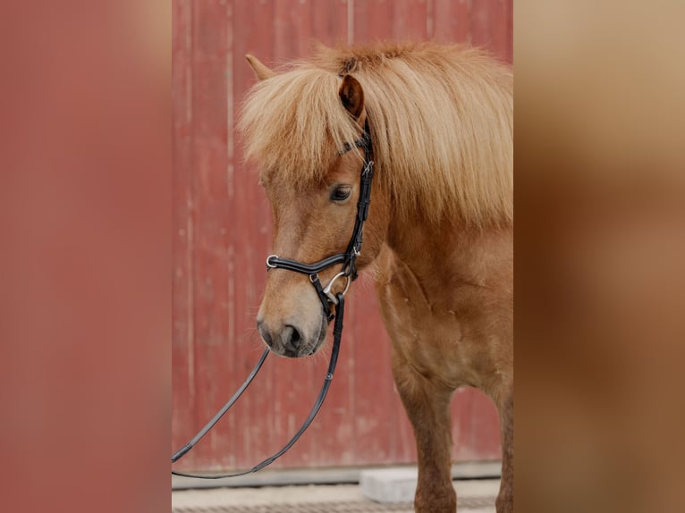 Islandpferd Wallach 5 Jahre 140 cm Fuchs in Ilsfeld