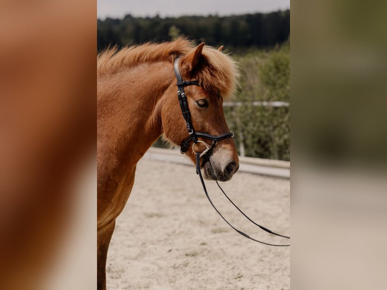 Islandpferd Wallach 5 Jahre 140 cm Fuchs in Ilsfeld