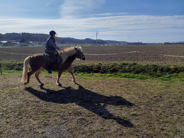 Islandpferd Wallach 5 Jahre 140 cm Fuchs in Buch