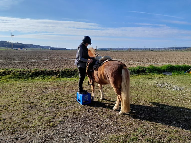 Islandpferd Wallach 5 Jahre 140 cm Fuchs in Buch
