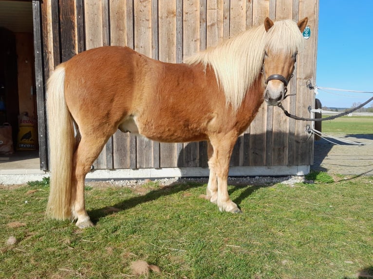 Islandpferd Wallach 5 Jahre 140 cm Fuchs in Buch