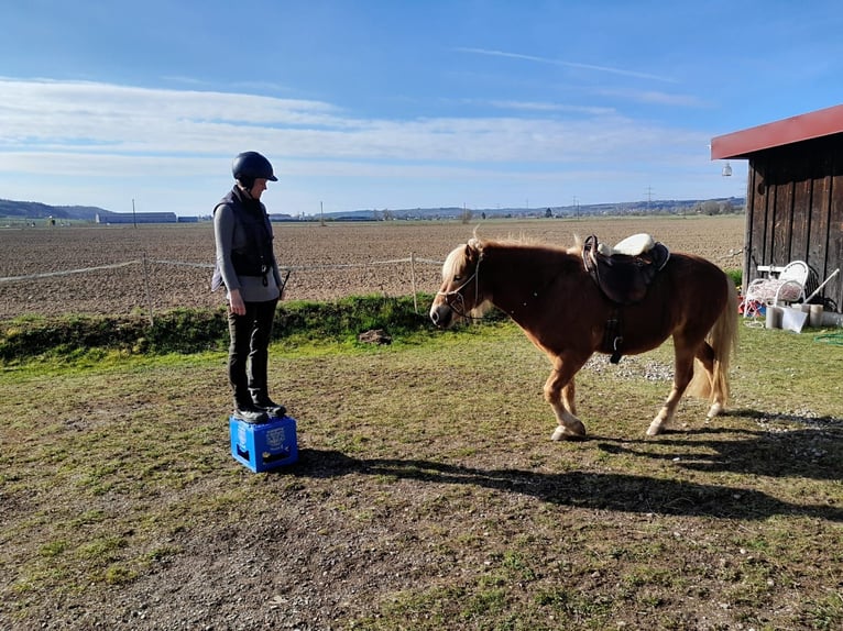 Islandpferd Wallach 5 Jahre 140 cm Fuchs in Buch