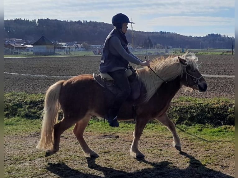 Islandpferd Wallach 5 Jahre 140 cm Fuchs in Buch