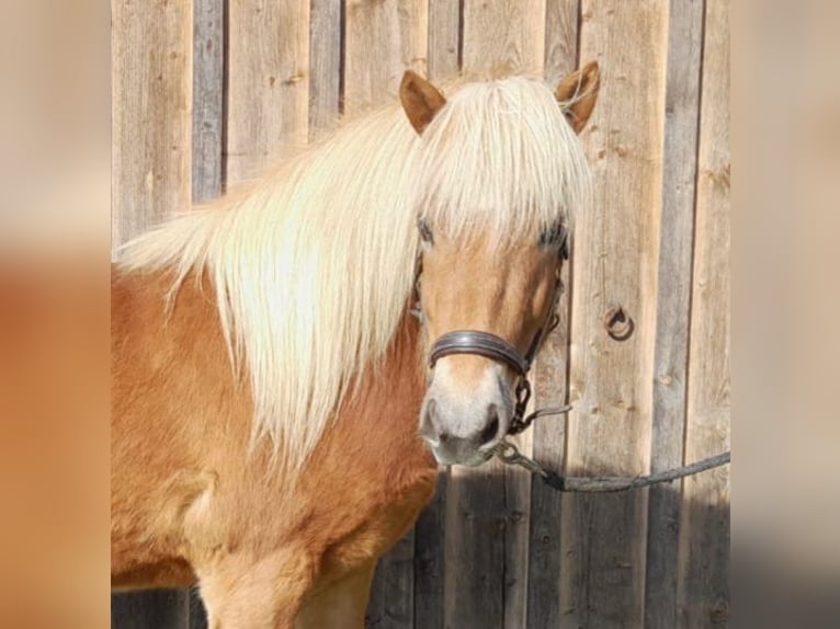 Islandpferd Wallach 5 Jahre 140 cm Fuchs in Buch
