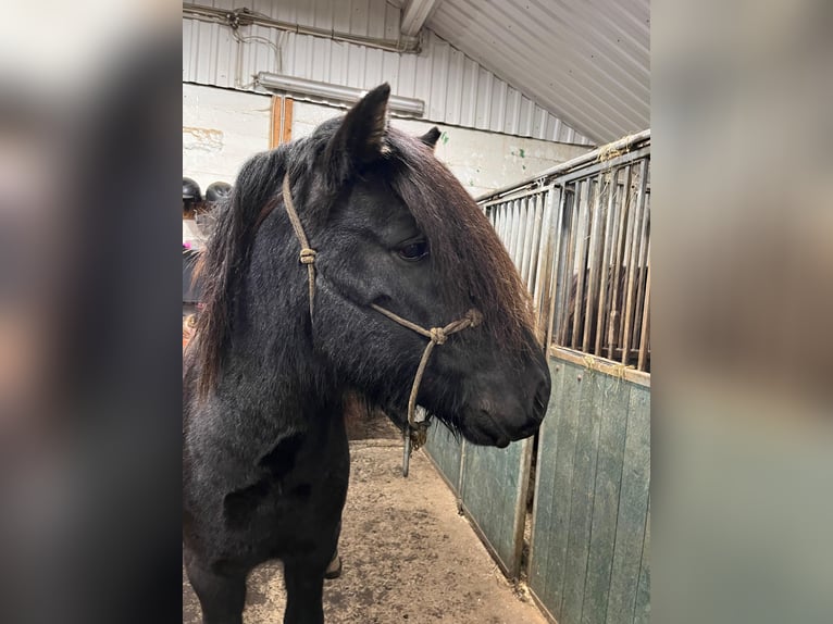 Islandpferd Wallach 5 Jahre 140 cm Rappe in Hvolsvelli