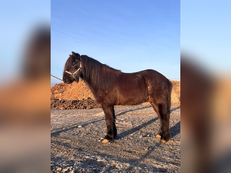 Islandpferd Wallach 5 Jahre 140 cm Rappe in Hvolsvelli