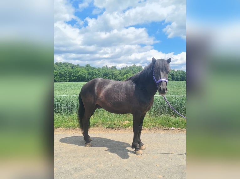 Islandpferd Wallach 5 Jahre 140 cm Rappe in Nidda