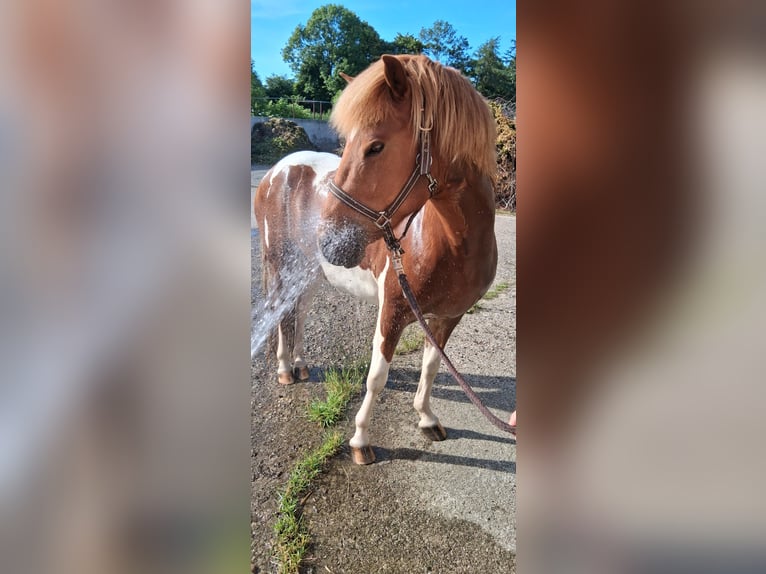 Islandpferd Wallach 5 Jahre 140 cm Schecke in Bebensee