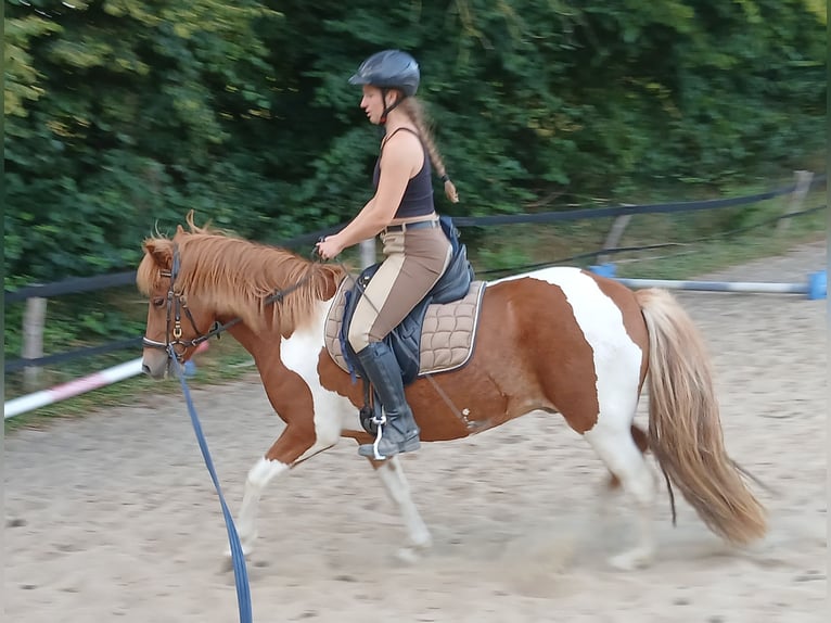 Islandpferd Wallach 5 Jahre 140 cm Schecke in Bebensee