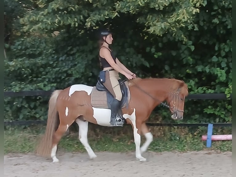 Islandpferd Wallach 5 Jahre 140 cm Schecke in Bebensee