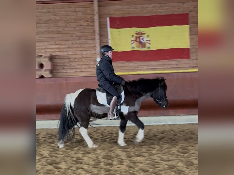 Islandpferd Wallach 5 Jahre 141 cm Schecke in Achstetten