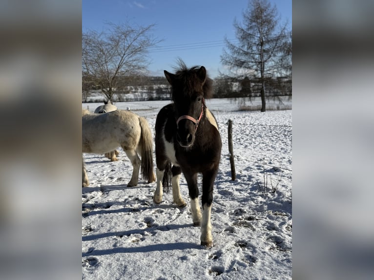 Islandpferd Wallach 5 Jahre 141 cm Schecke in Achstetten