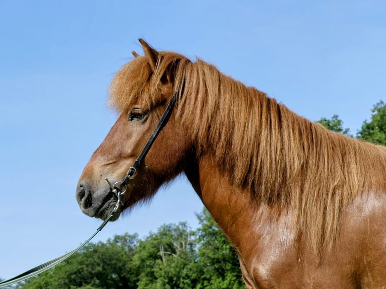 Islandpferd Wallach 5 Jahre 142 cm Fuchs in Beilstein