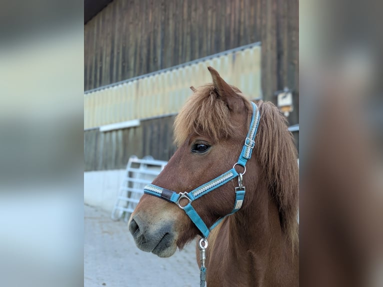 Islandpferd Wallach 5 Jahre 142 cm Fuchs in Beilstein