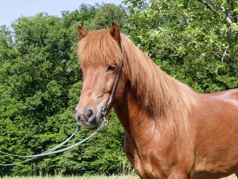 Islandpferd Wallach 5 Jahre 142 cm Fuchs in Beilstein