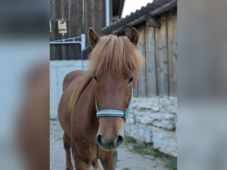 Islandpferd Wallach 5 Jahre 142 cm Fuchs in Beilstein