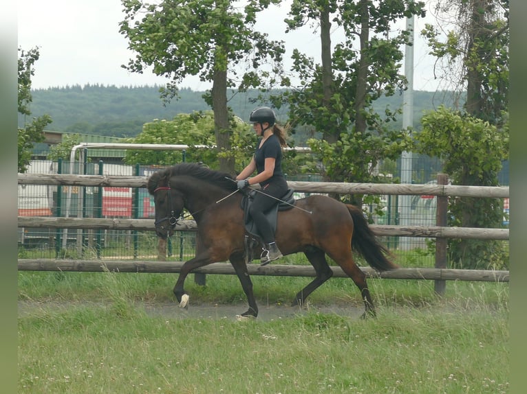Islandpferd Wallach 5 Jahre 142 cm Rappe in Euskirchen