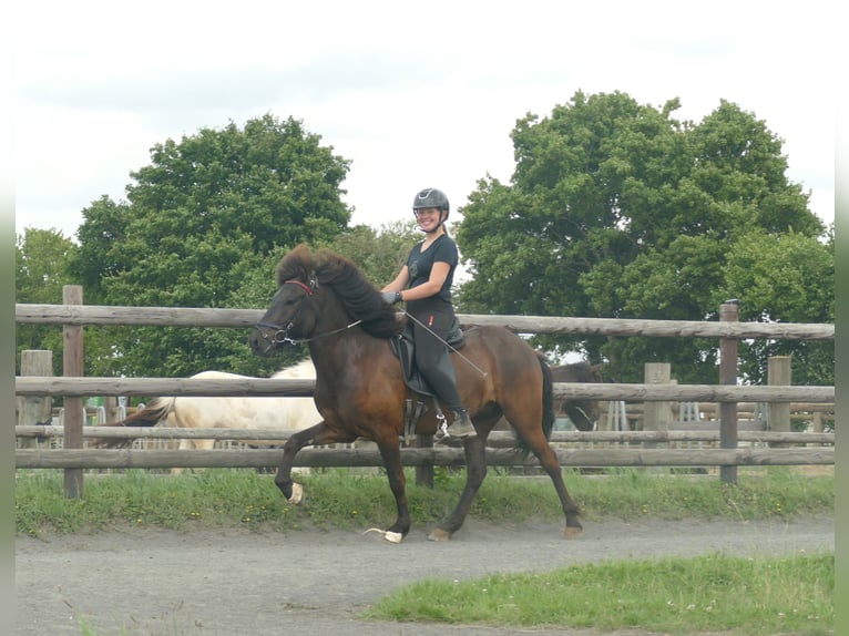 Islandpferd Wallach 5 Jahre 142 cm Rappe in Euskirchen