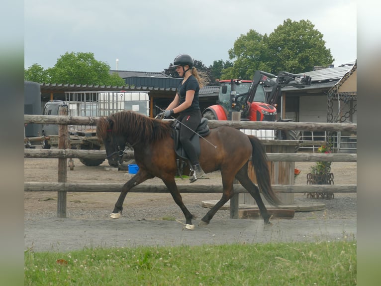 Islandpferd Wallach 5 Jahre 142 cm Rappe in Euskirchen