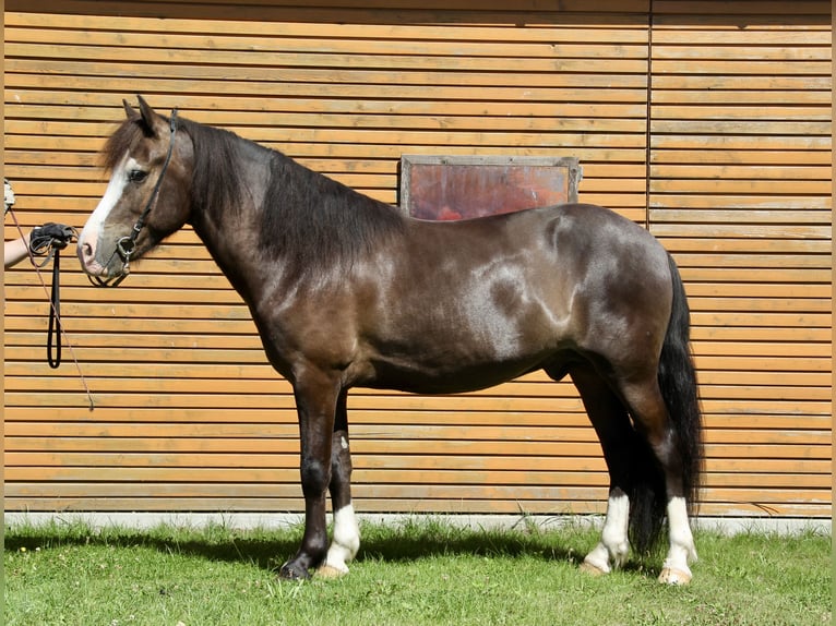 Islandpferd Wallach 5 Jahre 142 cm Rappe in Soltau