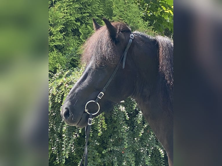 Islandpferd Wallach 5 Jahre 142 cm Rappe in Lautertal