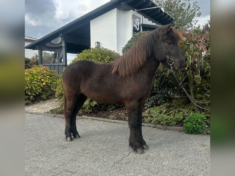 Islandpferd Wallach 5 Jahre 142 cm Rappe in Overath