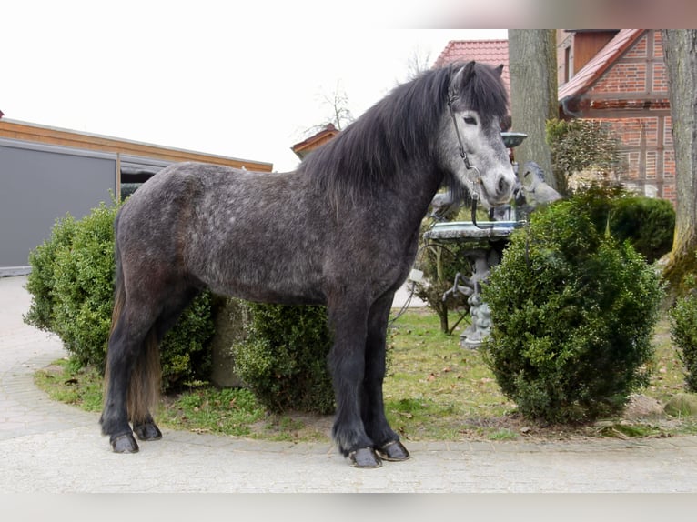 Islandpferd Wallach 5 Jahre 142 cm Rappschimmel in Soltau