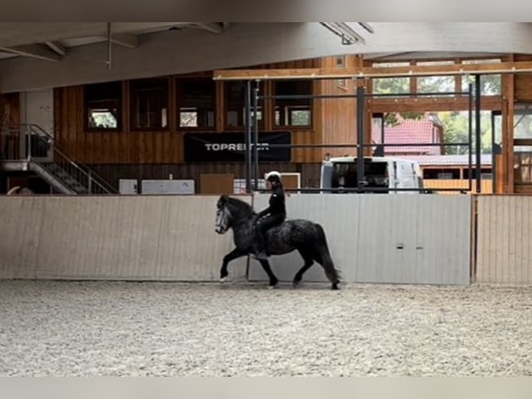Islandpferd Wallach 5 Jahre 142 cm Rappschimmel in Soltau