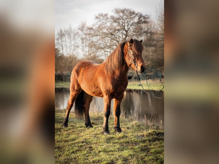 Islandpferd Wallach 5 Jahre 143 cm Brauner in Lehmrade
