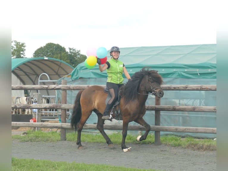 Islandpferd Wallach 5 Jahre 143 cm Rappe in Euskirchen