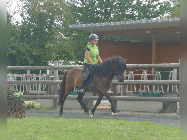 Islandpferd Wallach 5 Jahre 143 cm Rappe in Euskirchen