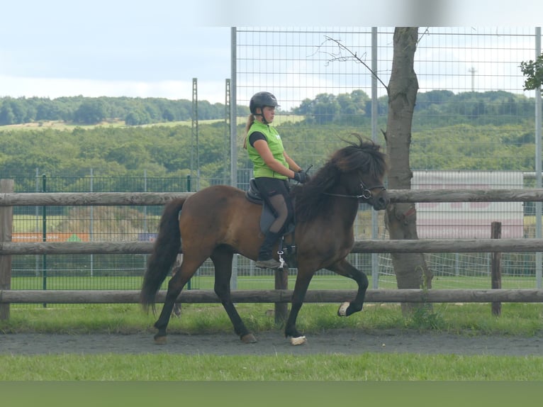 Islandpferd Wallach 5 Jahre 143 cm Rappe in Euskirchen