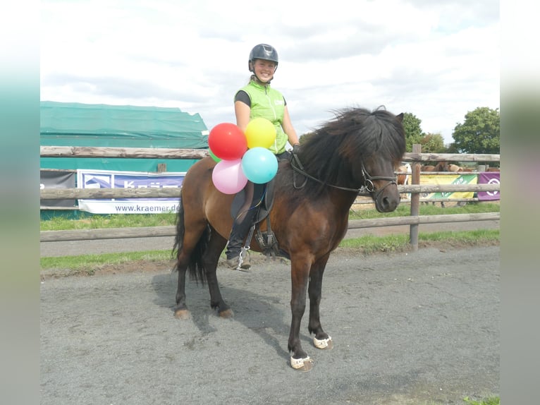 Islandpferd Wallach 5 Jahre 143 cm Rappe in Euskirchen