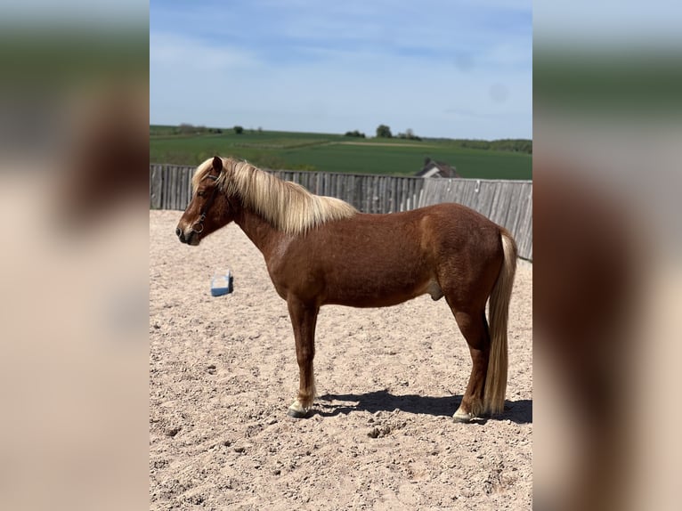 Islandpferd Wallach 5 Jahre 143 cm Rotfuchs in Bretzfeld