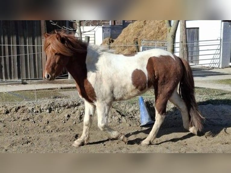 Islandpferd Wallach 5 Jahre 143 cm Schecke in Neu-UlmNeu-Ulm