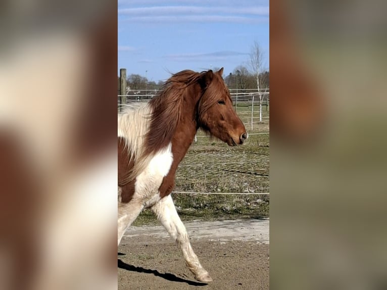 Islandpferd Wallach 5 Jahre 143 cm Schecke in Neu-UlmNeu-Ulm
