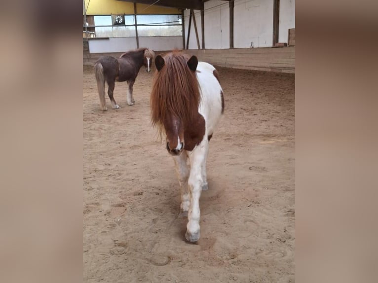 Islandpferd Wallach 5 Jahre 143 cm Schecke in Neu-UlmNeu-Ulm