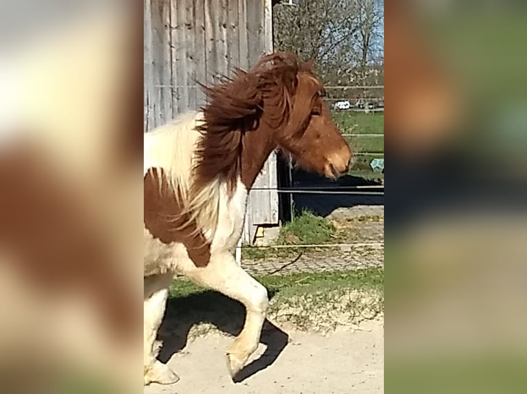 Islandpferd Wallach 5 Jahre 143 cm Schecke in Neu-UlmNeu-Ulm