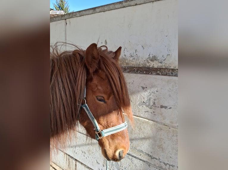 Islandpferd Wallach 5 Jahre 143 cm Schecke in Neu-UlmNeu-Ulm