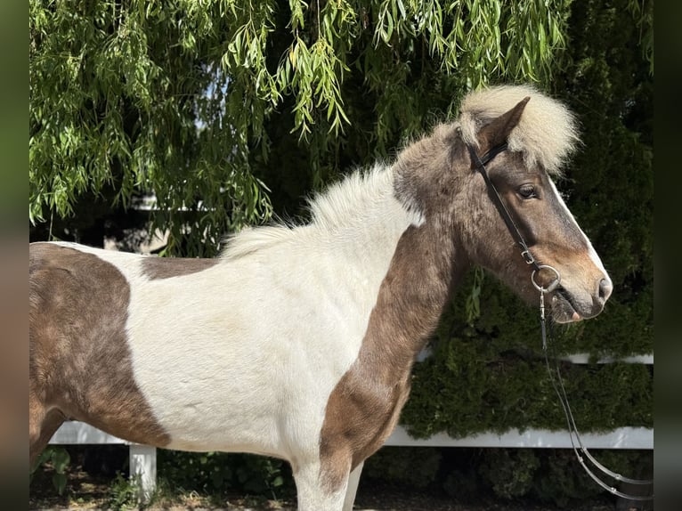 Islandpferd Wallach 5 Jahre 143 cm Schecke in Lochen am See