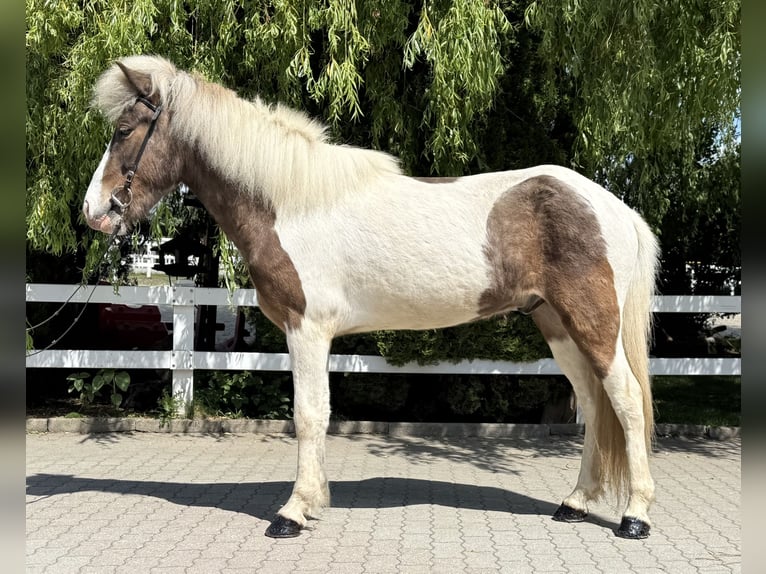Islandpferd Wallach 5 Jahre 143 cm Schecke in Lochen am See