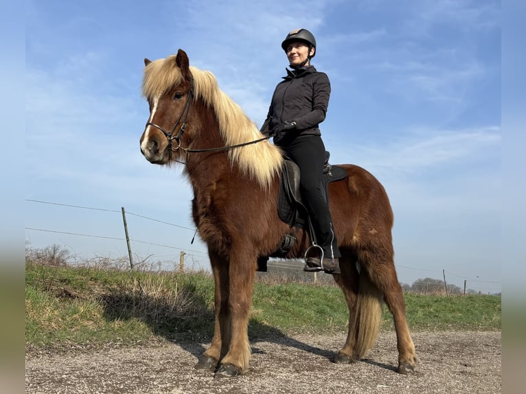 Islandpferd Wallach 5 Jahre 144 cm Fuchs in Rheurdt