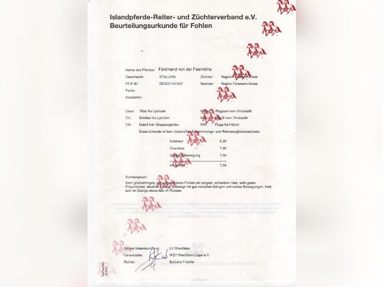 Islandpferd Wallach 5 Jahre 144 cm Fuchs in Rheurdt