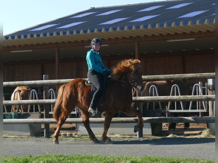 Islandpferd Wallach 5 Jahre 144 cm Fuchs in Euskirchen