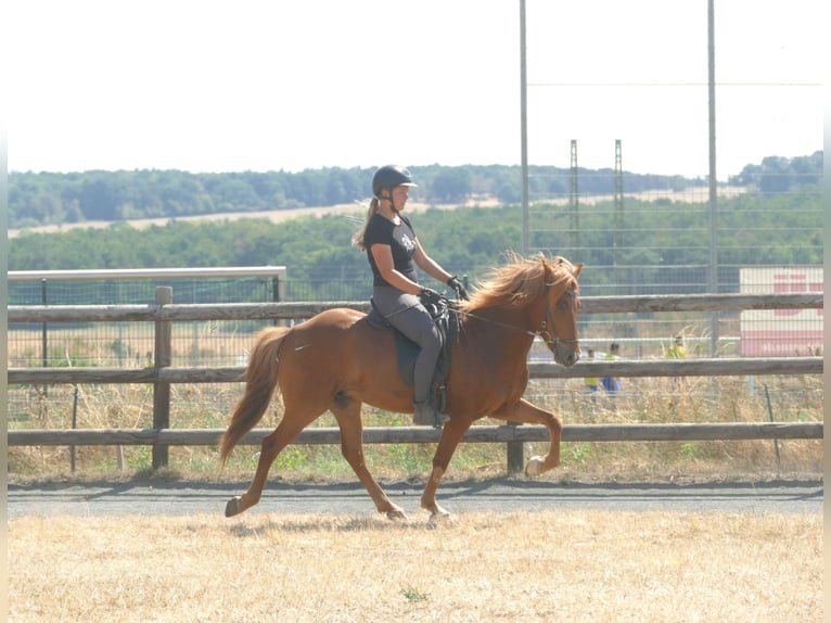Islandpferd Wallach 5 Jahre 144 cm Fuchs in Euskirchen
