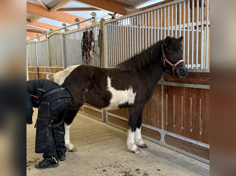 Islandpferd Wallach 5 Jahre 144 cm Schecke in Achstetten