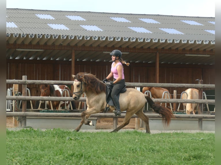 Islandpferd Wallach 5 Jahre 145 cm Buckskin in Euskirchen