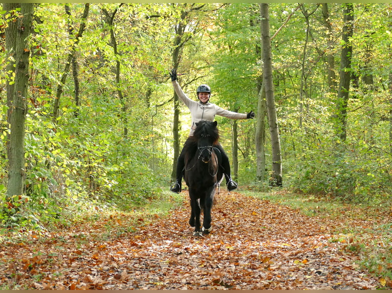 Islandpferd Wallach 5 Jahre 145 cm Rappe in Euskirchen