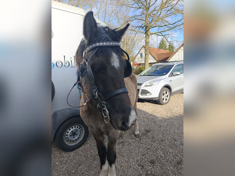 Islandpferd Wallach 5 Jahre 146 cm Falbe in Schafflund